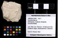 Foto (Objekt + Etiketten) von Goniodromites sp. 